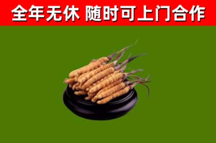习水烟酒回收冬虫夏草.jpg